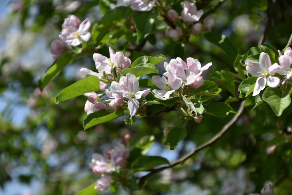 Apfelblüte, Obstblüte, Frühling, Gartenzeit, Draussenzeit, Blüte, Knospe