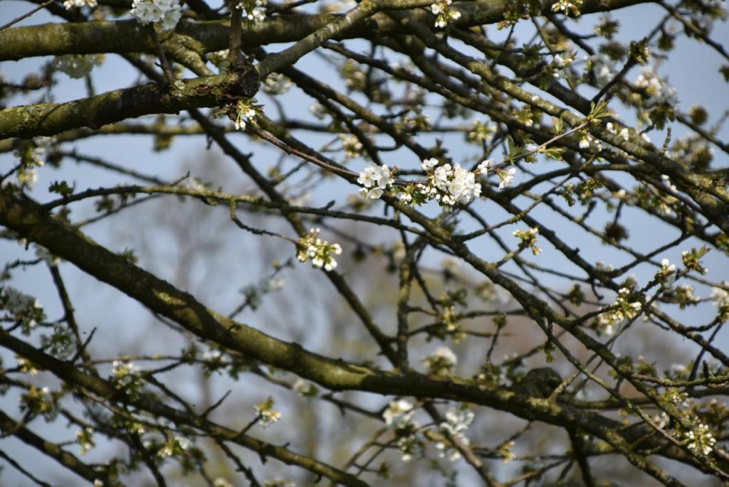 Kirschbaum, Blüte, Natur, Obstblüte, Frühling