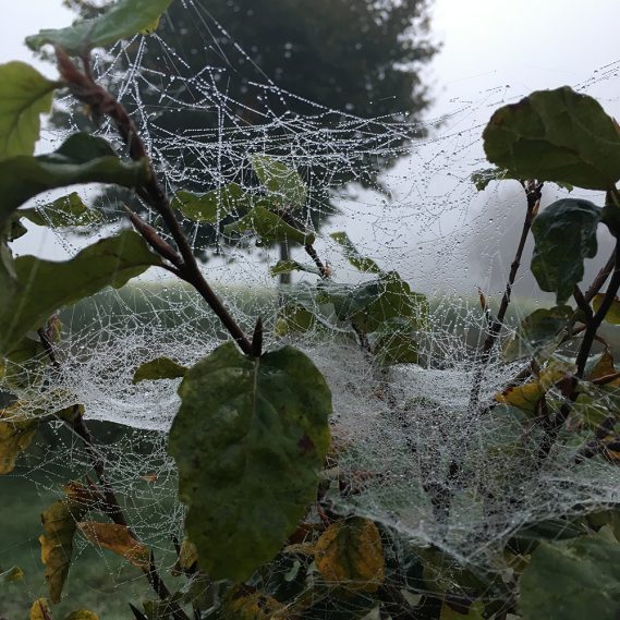 Schönste Spinnenweben in Baum m Morgen