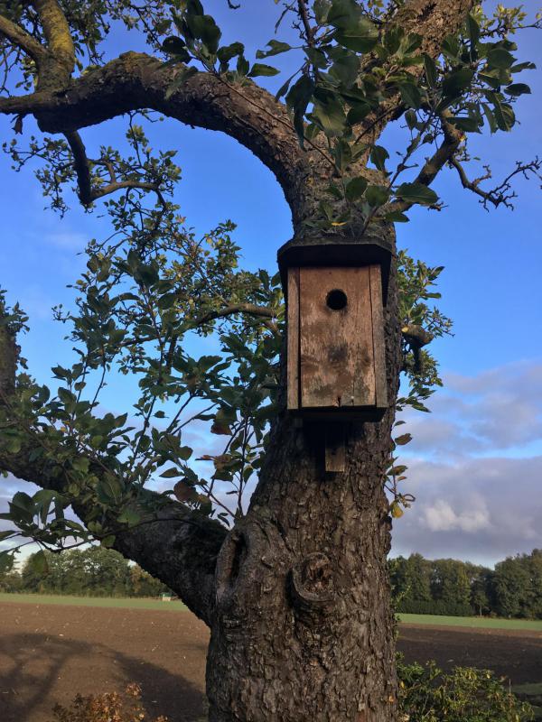 Vogelhaus, ausgeflogen, leer