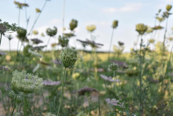 Wilde Mörenblüten, Blumenliebe, Spätsommer, in schönster Blüte, Unkraut