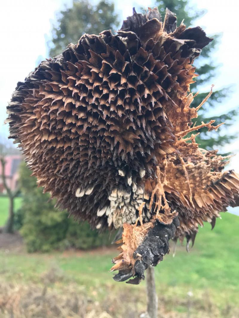 Sonnenblume, verblüht, selbstaussäend, Bienenblumenwiese 2019, save the bees, Bienerettung