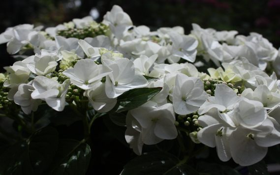 Nahaufnahme Hortensienblüten 