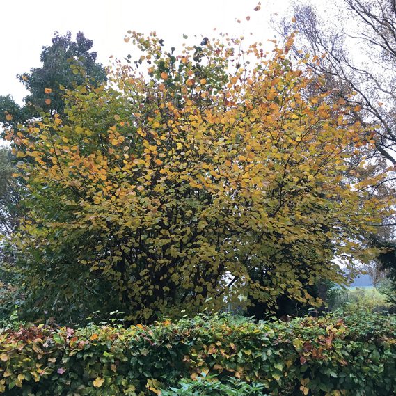 Herbstkonfetti, halb nackter, verfärbter Herbstbaum hinter sich verfärbender Hecke