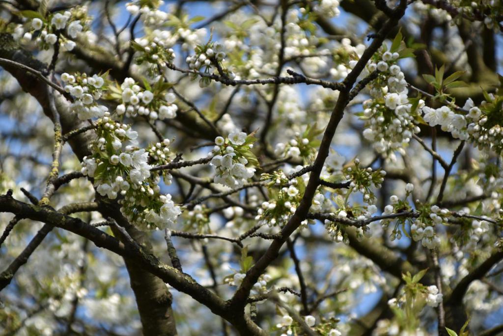 Kirschblüte, Frühling, Gartenzeit, es grünt, Obstbaum