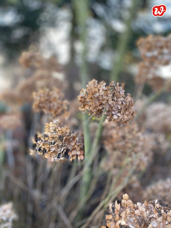 Januargarten vertrocknete Hortensien