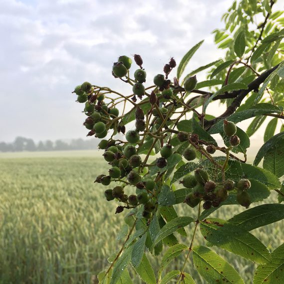 grüne Vogelbeeren mit Spinnennetzen vor Kornfeld Morgenstimmung