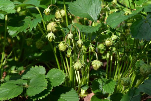 Erdbeeren, lecker, aus eigenem Anbau, Gartenglück, Hochbeet, Ernte, grüner Daumen