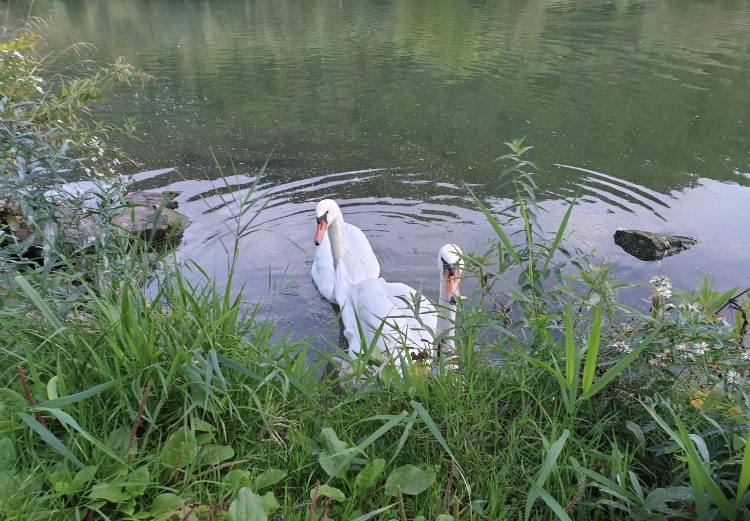 2 weiße Schwäne im Schilf