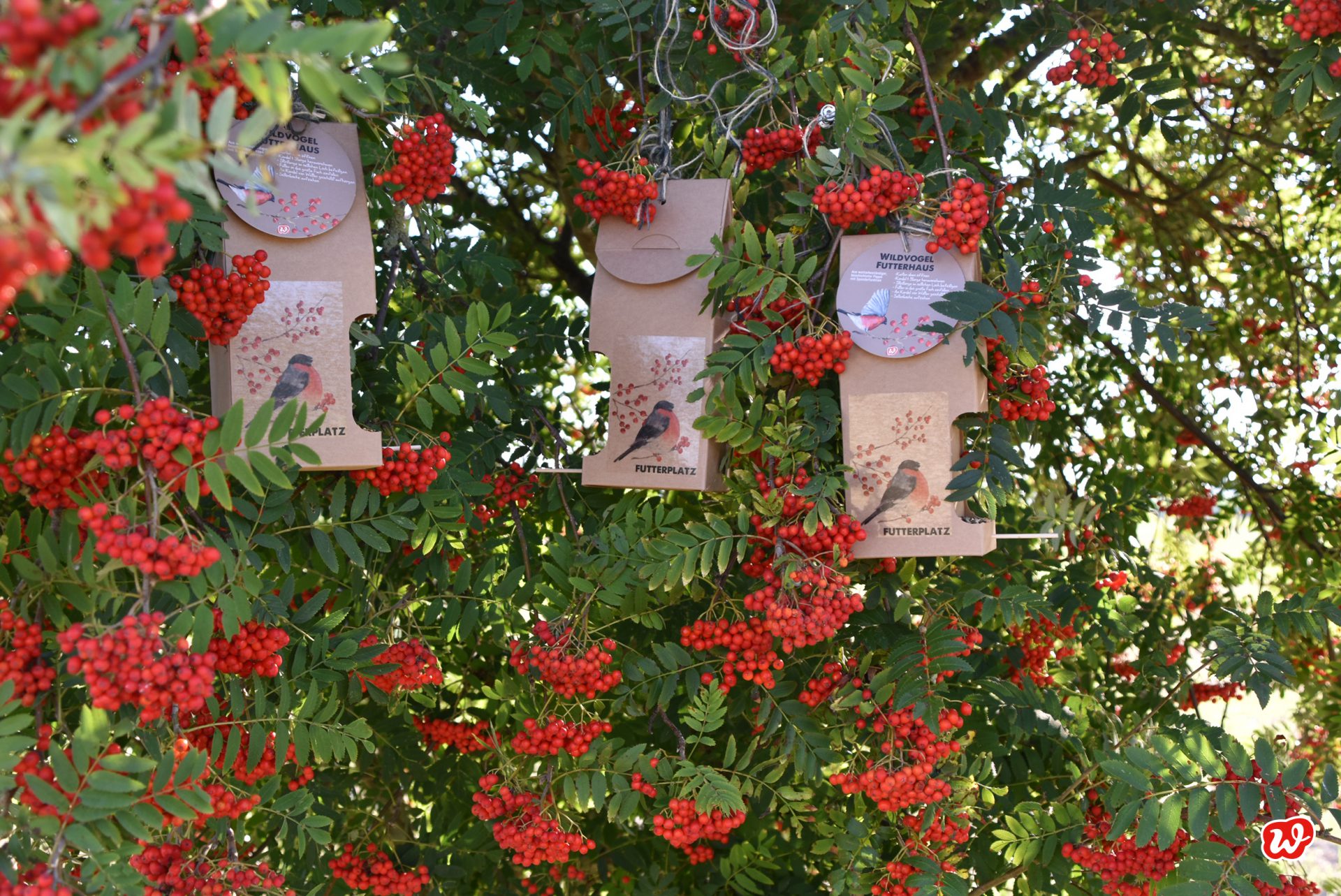 3 Wildfuttervogelhäuser Futterplatz in saftig roten Vogelbeeren