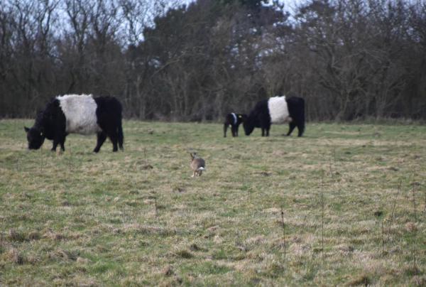 Osterhase, Ostern, Hase auf Kuhwiese