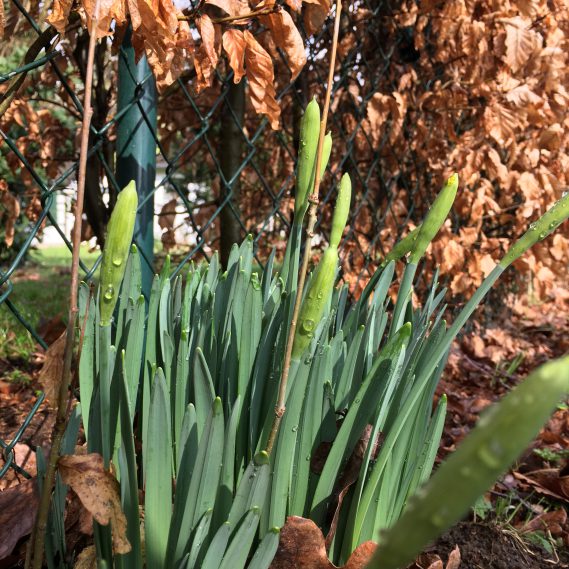 Frühlingsboten, Narzissen, Blumenliebe, es grünt