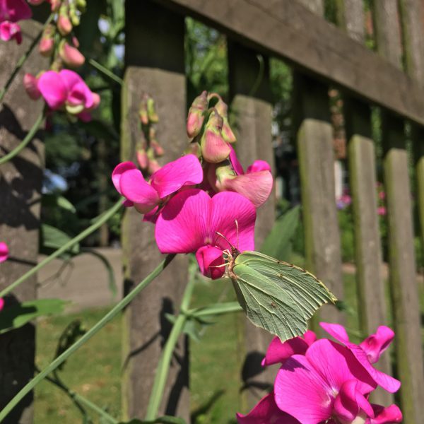 Schmetterling, pinke Wicke, insektenfreundlicher Garten, gegen den Insektenschwund