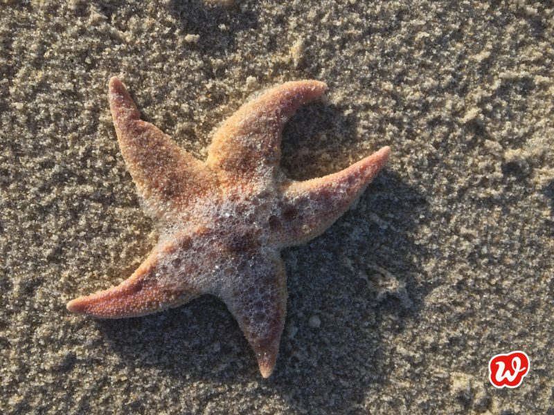 Seestern, gestrandet, Meer, Strandzeit