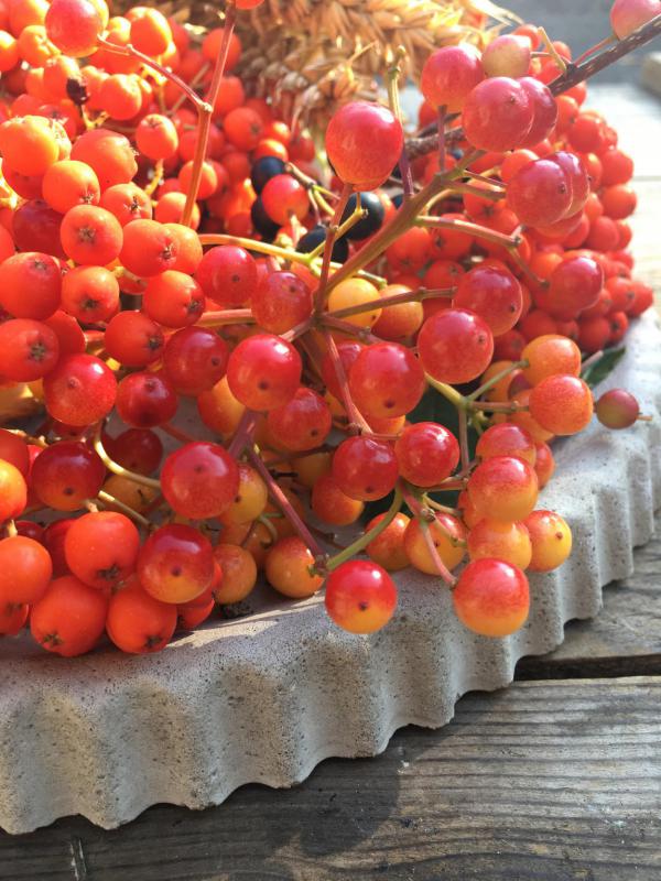 Rote Vogelbeeren, Herbst, Vorfreude, Beton