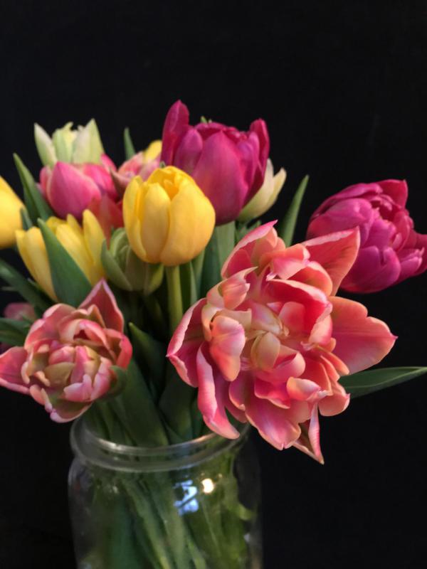 Tulpen, Blumen, Fruehling, Geschenk