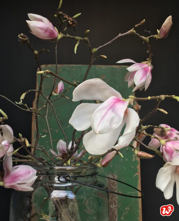 Blühende Magnolien auf grüner Waage