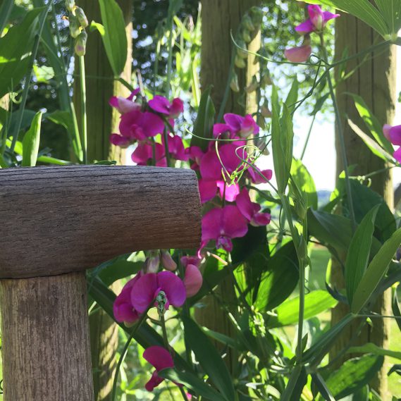 Pinke Wicken am Holzzaun mit Spaten davor