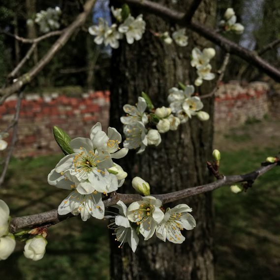 Frühling, Ostern, Blüte, Pflaumenblüten, Jippiejeah