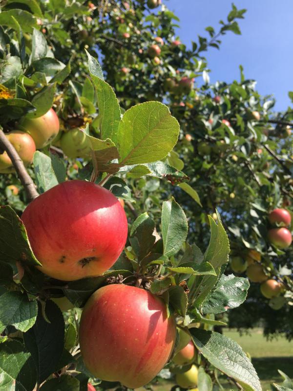 Apfel, Roter Apfel, Apfelbaum, Pummelchensaison, lecker