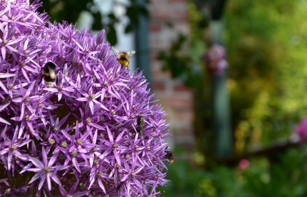 Lila Aliumblüte, Bienenglück, Bienenrettung, kleine Wunder, Wunderle, Sommerglück, Gartenglück, lecker, Mahlzeit