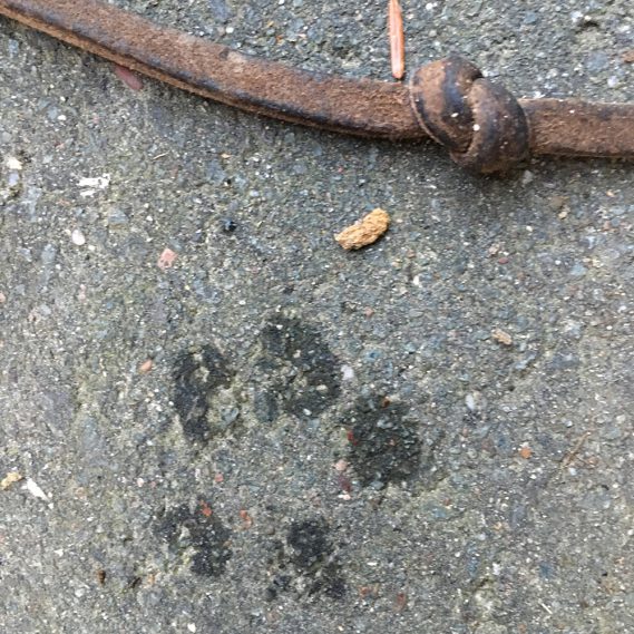 Feuchter Fußabdruck auf Straße