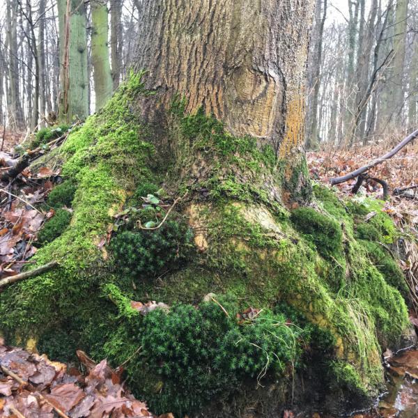 Moos, erstes Grün, Baum, Frühlingserwachen