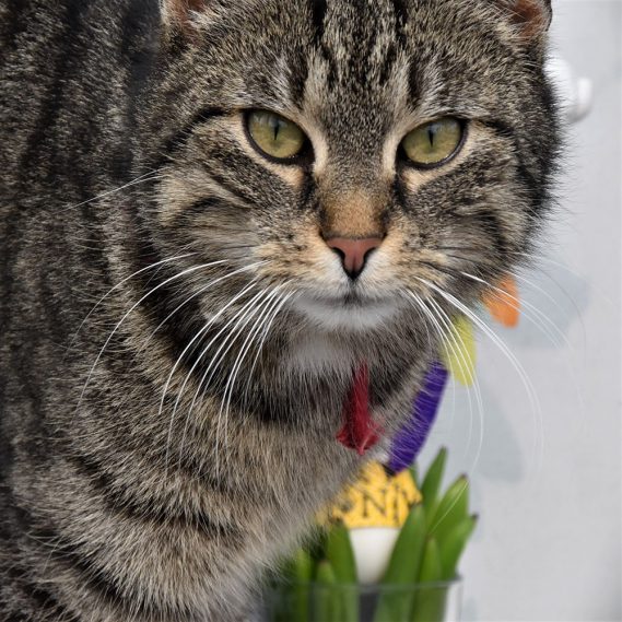 Kater, Grautiger, ins Bild gedrängt, schöner als Osterdeko, Frühling, Ostern