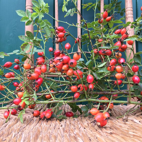 Hagebutten auf Flechtstuhl mit Holzlehne vor grüner Tür