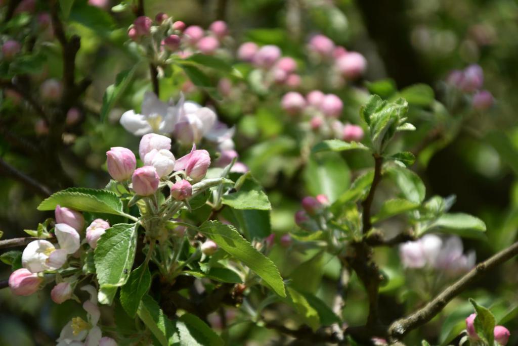 Obstblüte, Apfelblüten, Frühling, Naturexplosion, Gartenzeit, Draussenzeit