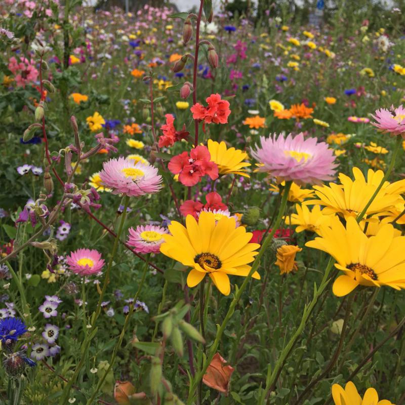 Bienenblumenwiese, Bienenrettung, save the bees, einfach und effizient, Lieblingsbienenblumen