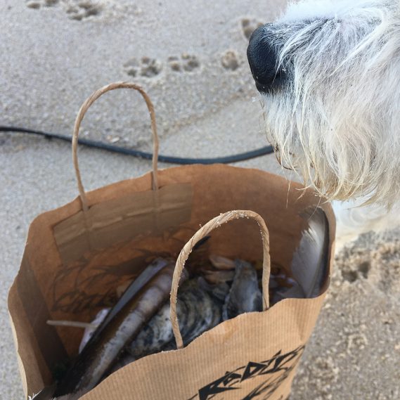 Weiße Hundeschnauze mit Packpapiertüte voller Muscheln