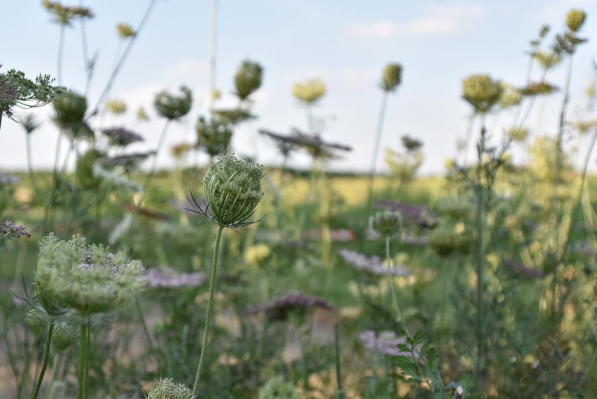 Wilde Möhre- Wiese, Blumenfeld, Bienenrettung, Wunderle, Bienen helfen, natürlichen Lebensraum erhalten