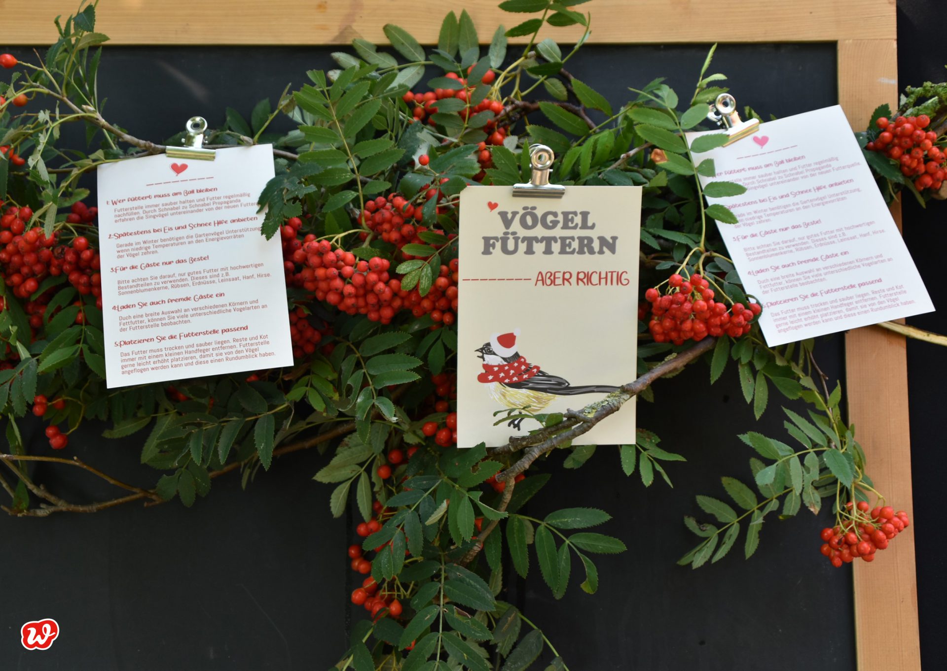 Wunderle Postkarten Vögel füttern an Tafel