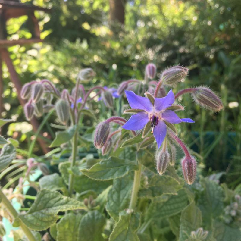 Borretsch, Bienenrettung, bienenfreundliche Blumen, lecker, Honig, Naturschutz