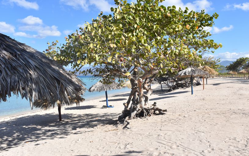 Karibikstrand mit Palme und Sonnenschirmen
