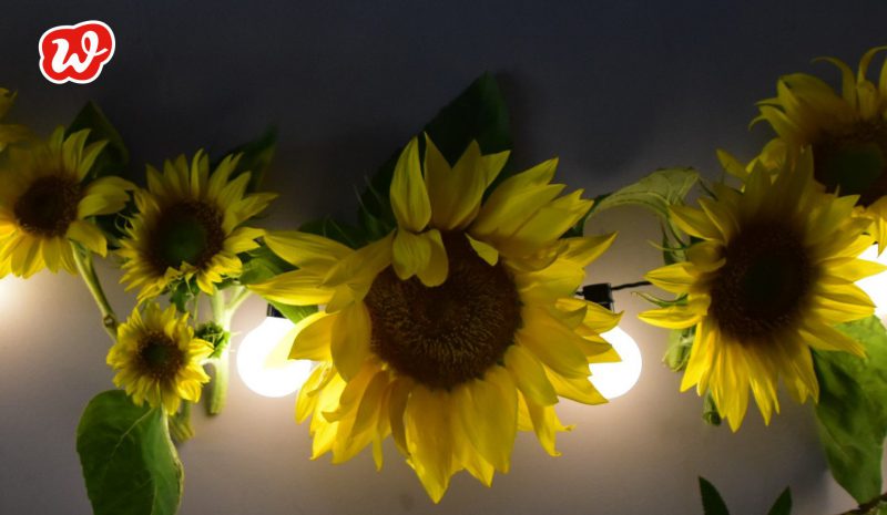 Sonnenblumen, Girlande, Lichterkette, Dekoration, Sommer