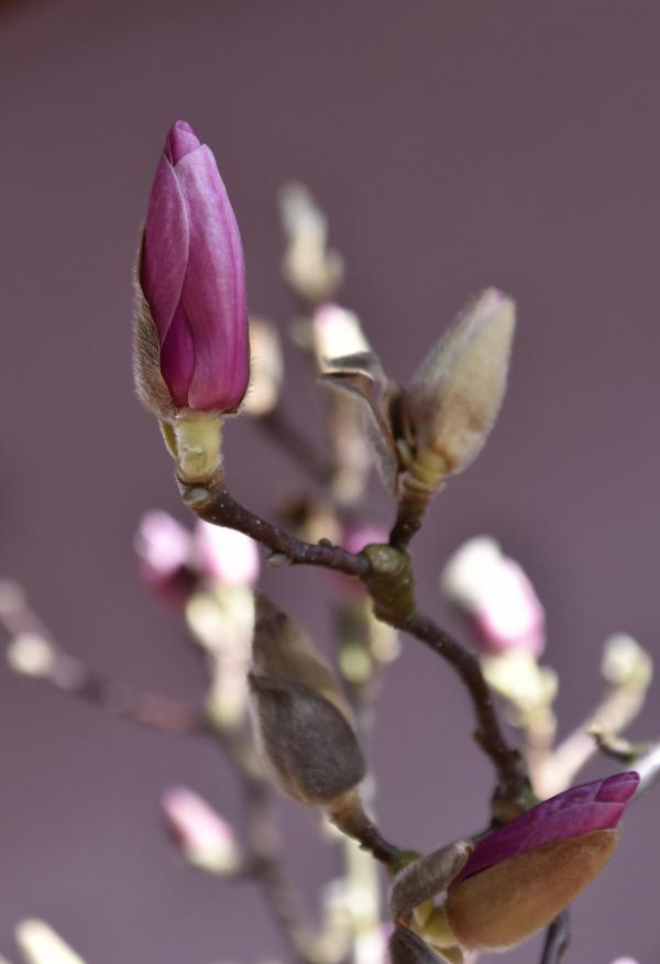 Magnolie, Blüte, Frühjahrsboten, lila Schönheit