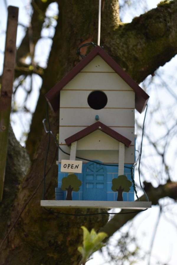 Vogelhaus, Frühling, Nistsaison, alle Vögel sind schon da, Nachwuchs