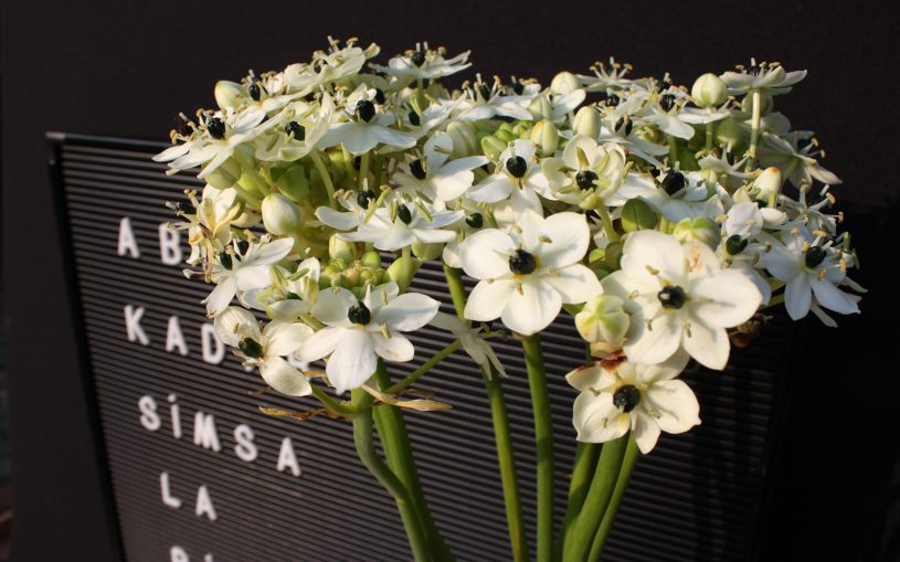 Weiße Blumen vor Letterboard mit Text "Abrakadabra" erahnbar