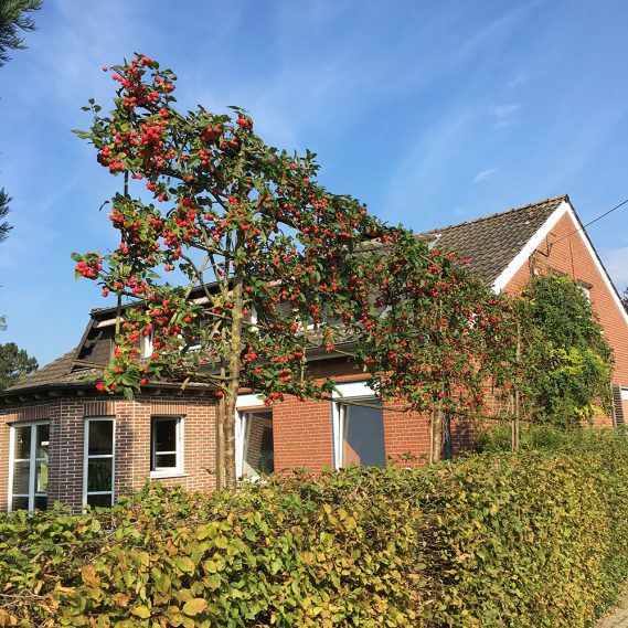 Zierapfelwand vor Wohnhaus