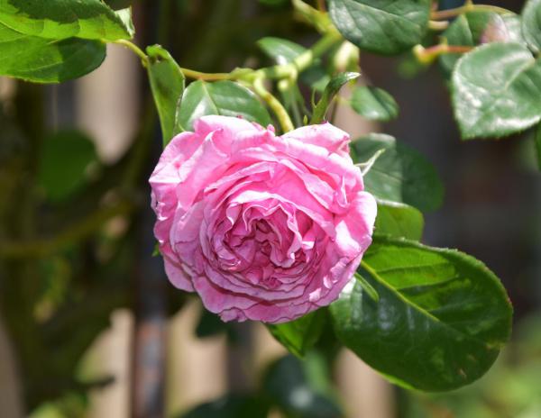 Blumenliebe, rosa Rose, Gartenfreund