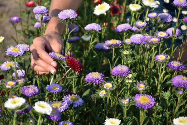 Astern, Blumenliebe, nahender Herbst, pflückende Hand, lila, Spätsommerglück