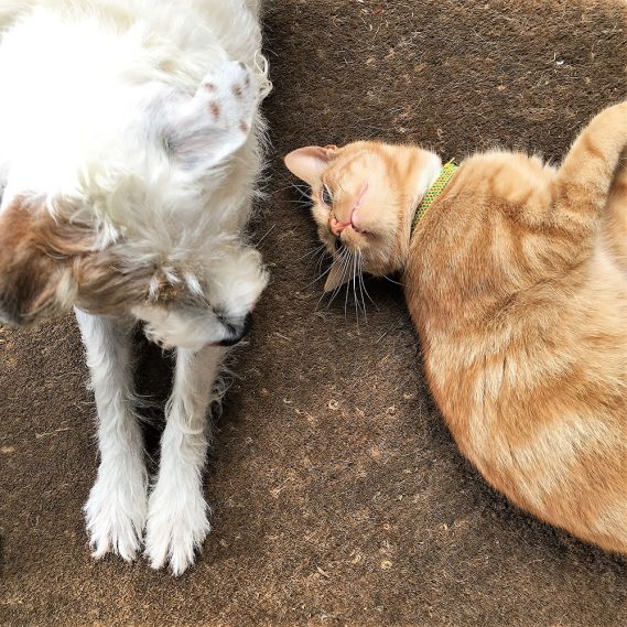 Freunde, Hund Und Katze, sharing is caring, Freitag und Cookie