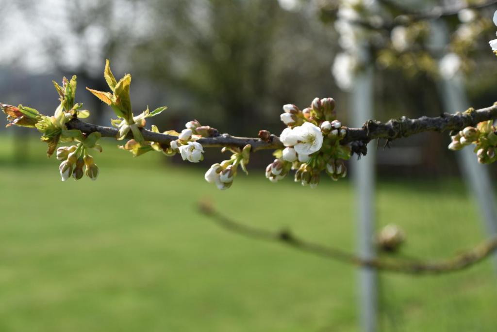 Kirschzweig, Frühling, Obstblüte, sich zart entfaltende Knospen