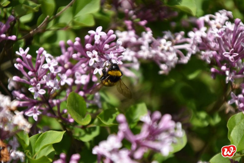 Biene, Save the bees, Biene an Flieder, bienenfreundliche Gärten