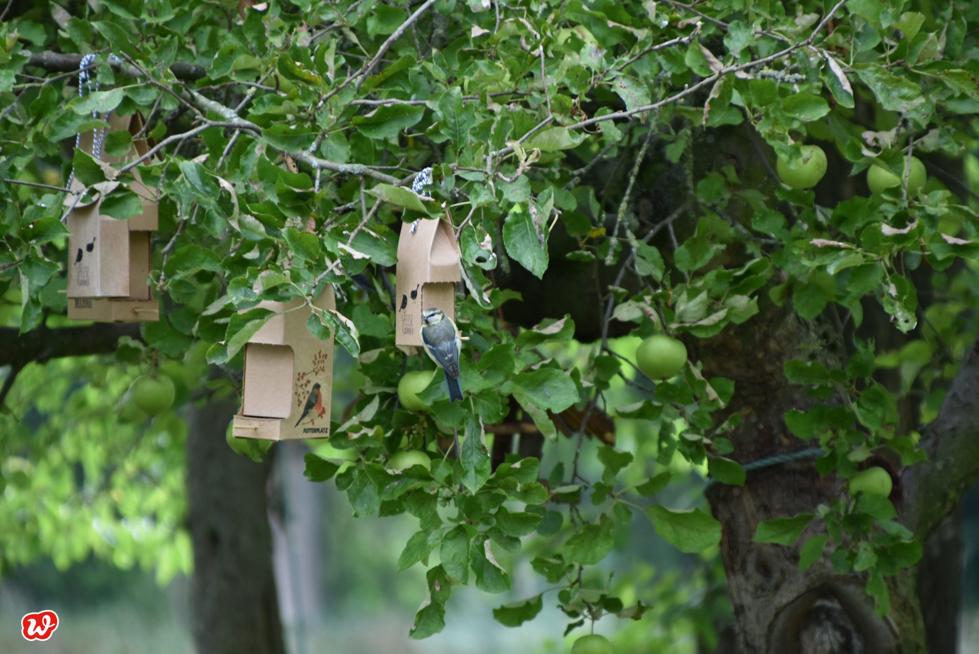 Wunderle Wildvogelspeisekammern in Baum mit Meisen