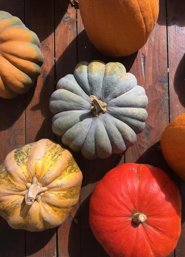 Kürbisse bunt gemischt, Herbst, farbenfroh, lecker, deftige Herbstküche