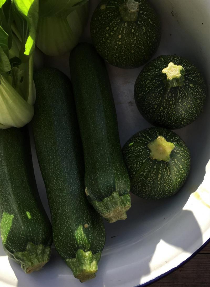 Grünes Gemüse, Zucchini, frische Küche, Frühling