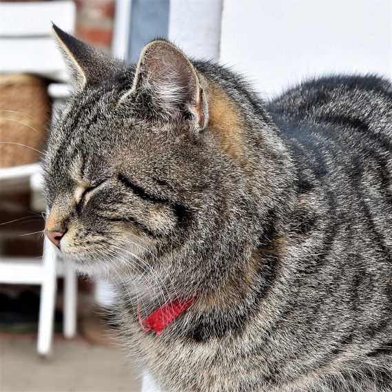 Getigerter Kater, entspannt sein, den Moment fröhlich genießen, Frühling, Ostern, Draussenzeit, Katzenliebe